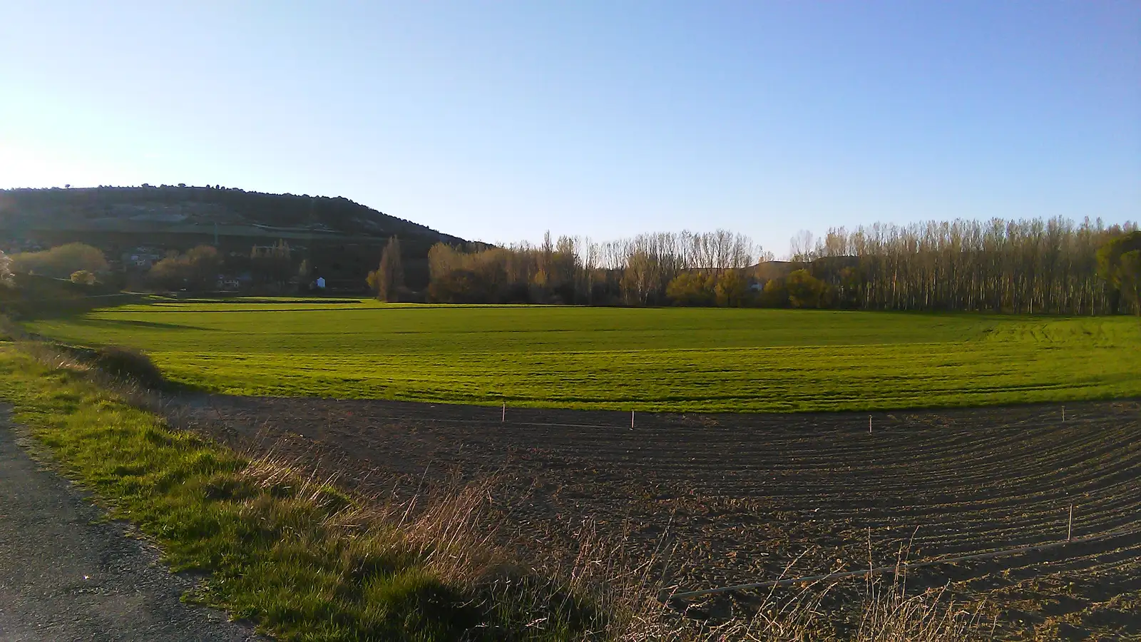 Campos y chopos de la vega del Duratón en Laguna de Contreras